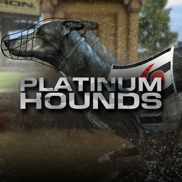 Windhunde — Slot | FeliceBet Casino